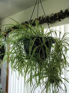 spider plant-air-purifying plants, Milford, Holliston MA